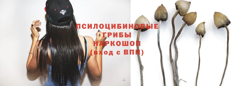 Псилоцибиновые грибы Psilocybe  Лысково 